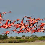 meksyk-gwatemala-belize-flamingi