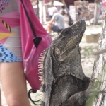 iguana-meksyk-gwatemala-dzikababa